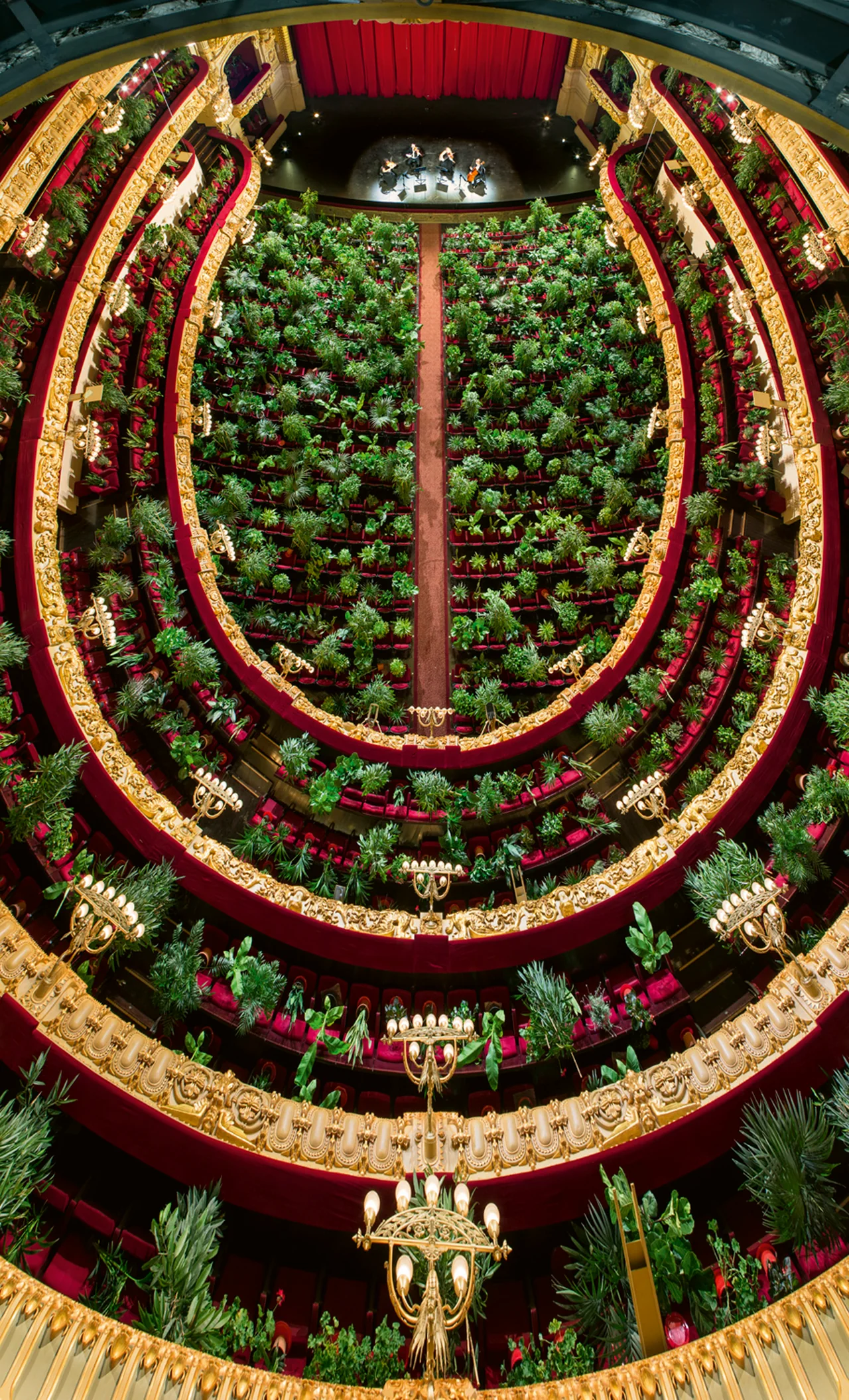 From the highest balcony, the horseshoe-shaped auditorium curves around a sea of plants and the quartet below.